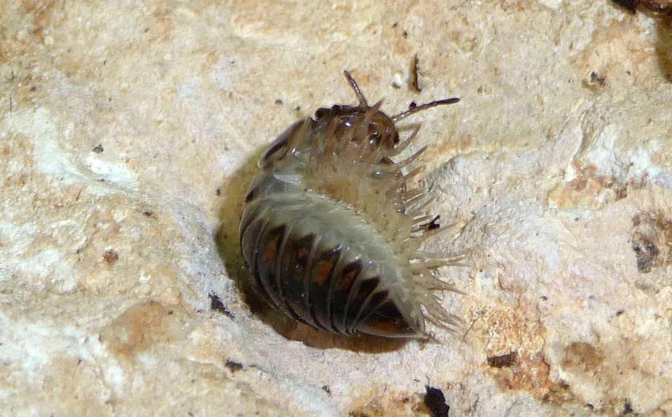 Glomerix connexa, Berici