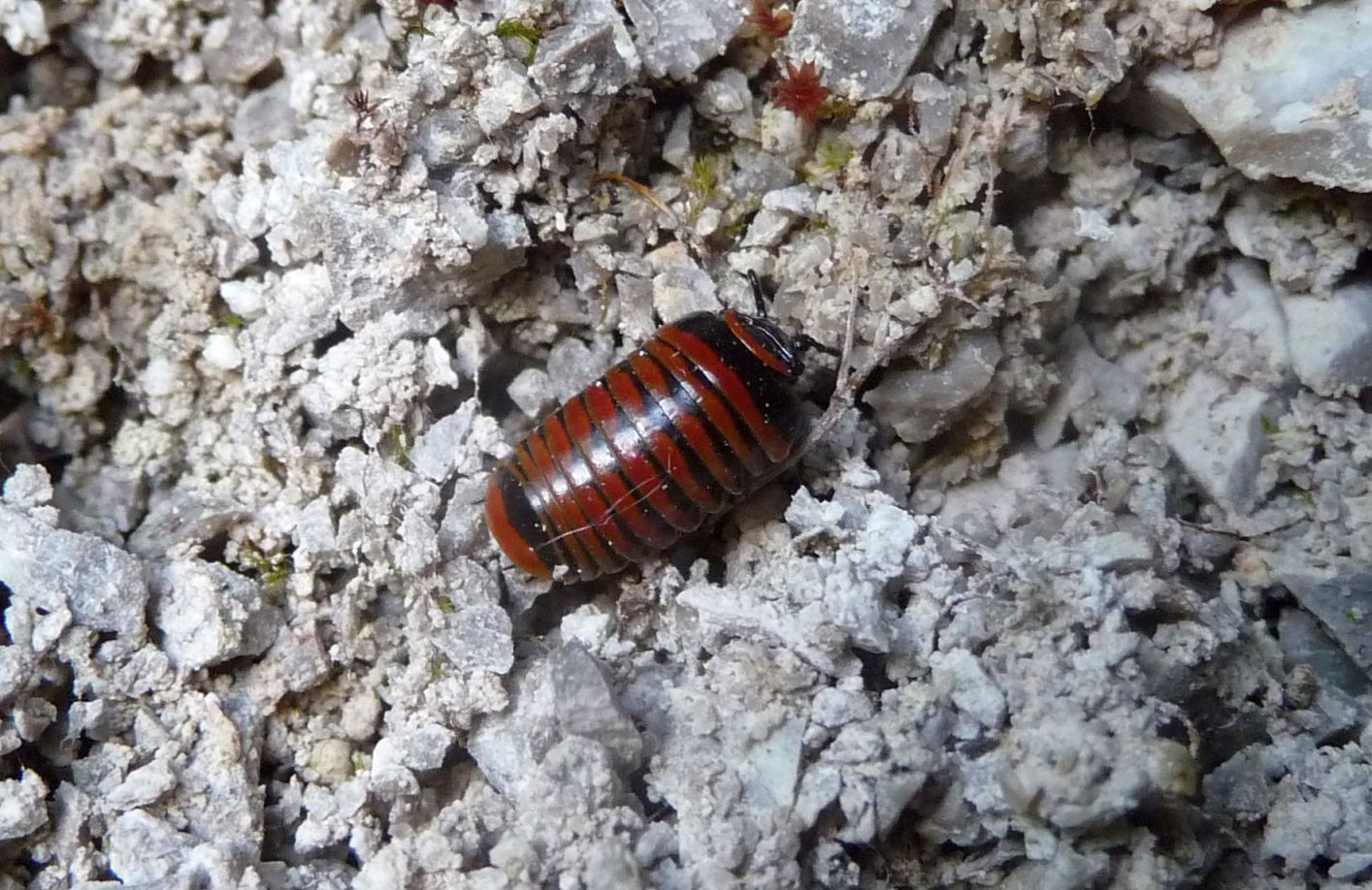 Glomeris cingulata, Tarvisio
