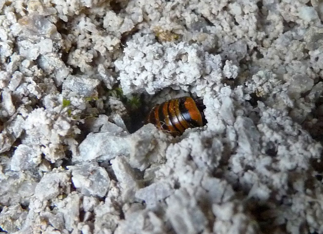 Glomeris cingulata, Tarvisio