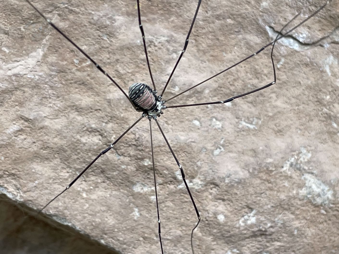 Leiobunum