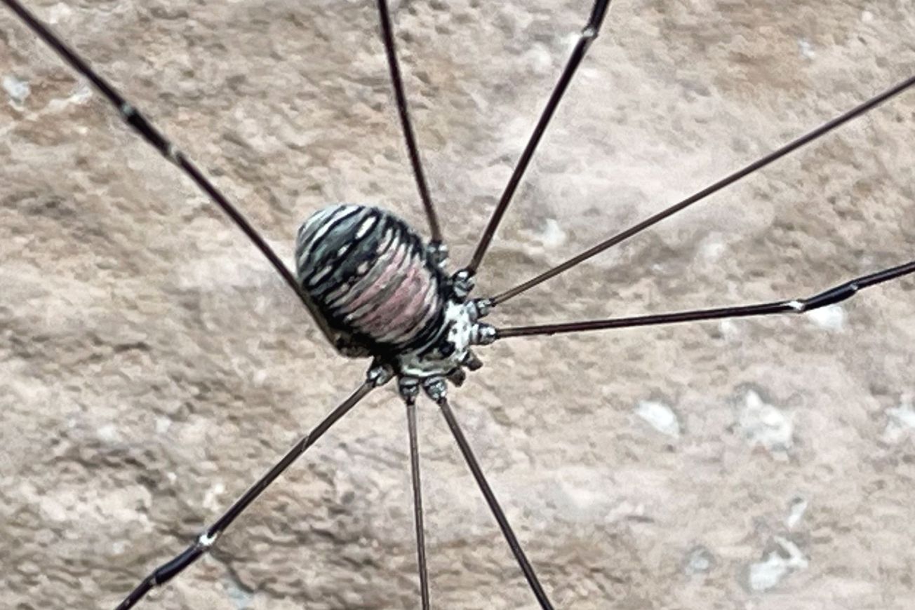 Leiobunum