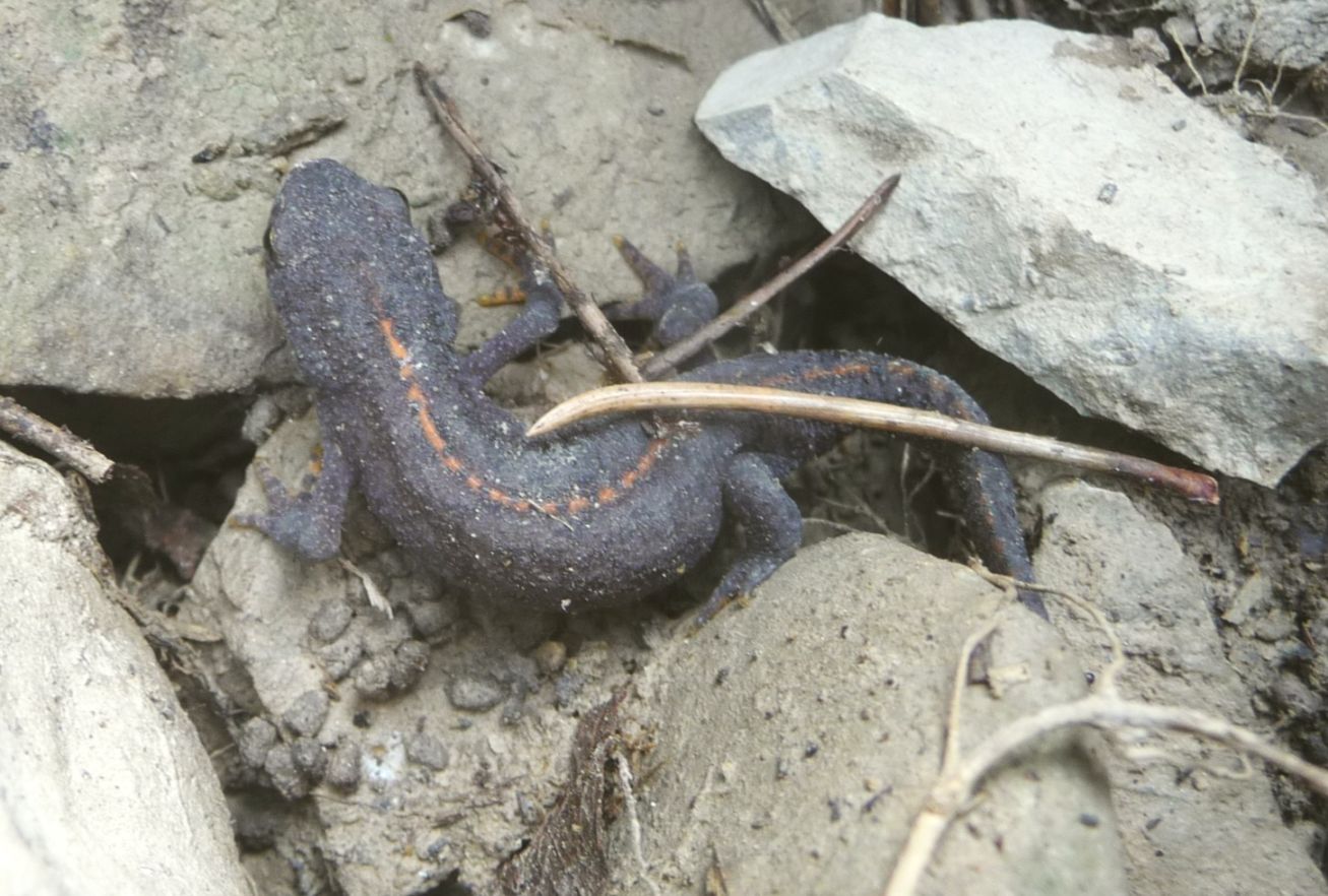 Ichthyosaura alpestris? S