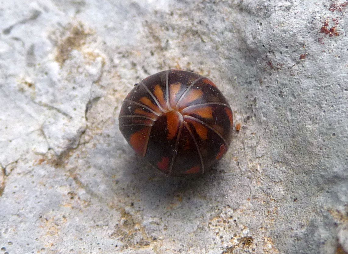 Glomeris dal Campomolon