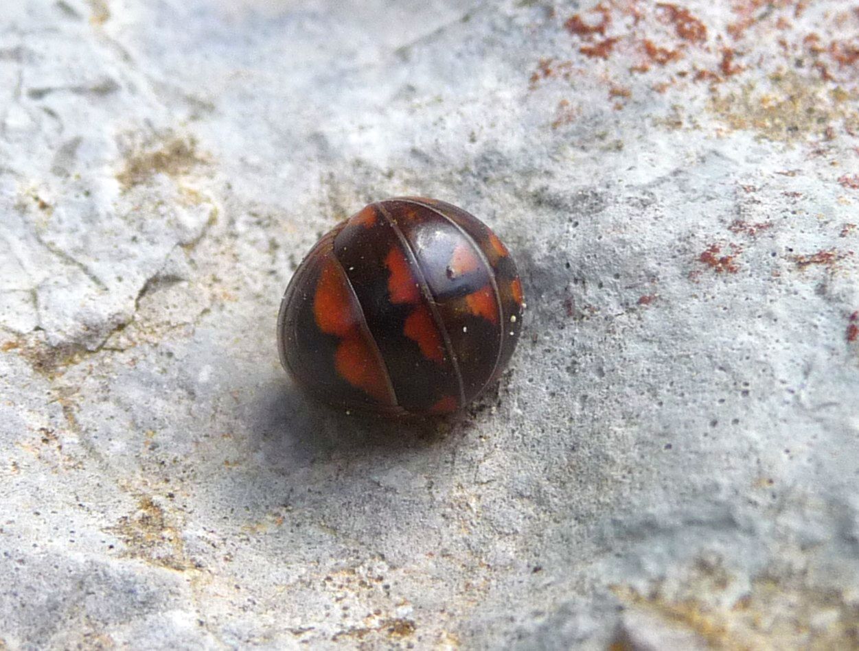 Glomeris dal Campomolon