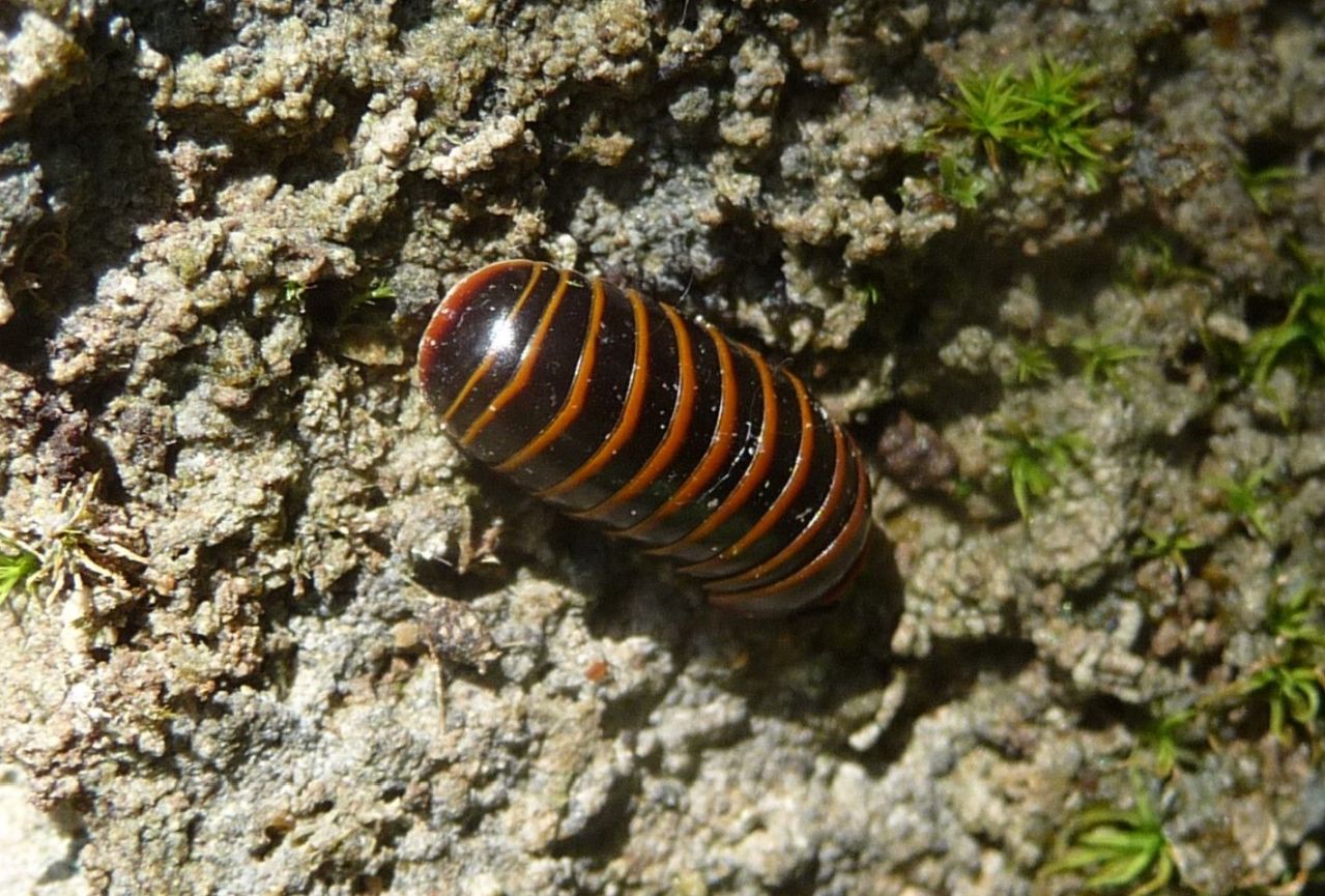 Glomeris solis