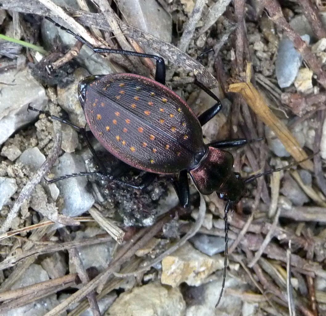 Carabus