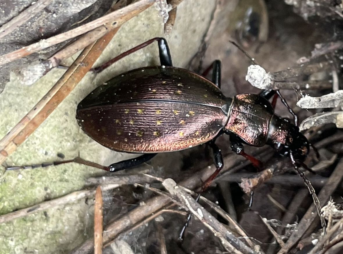 Carabus