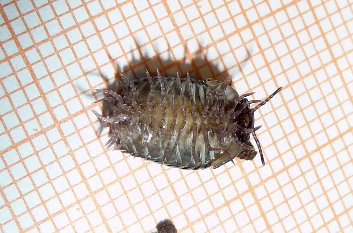 che cos'' Glomeris pustulata ?