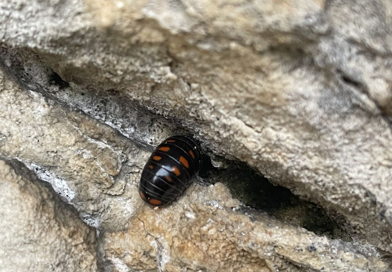 che cos'' Glomeris pustulata ?
