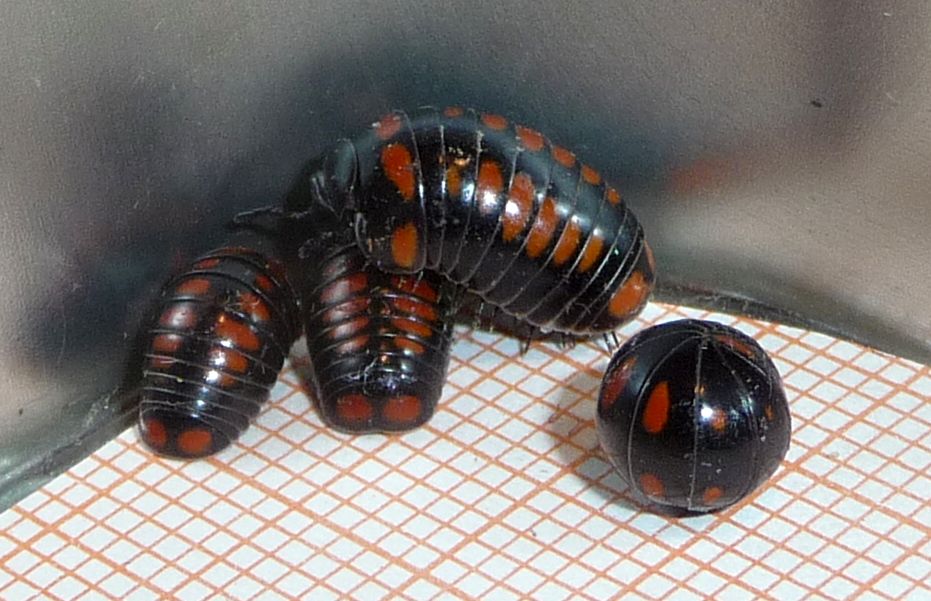 le pi� belle Glomeris pustulata?