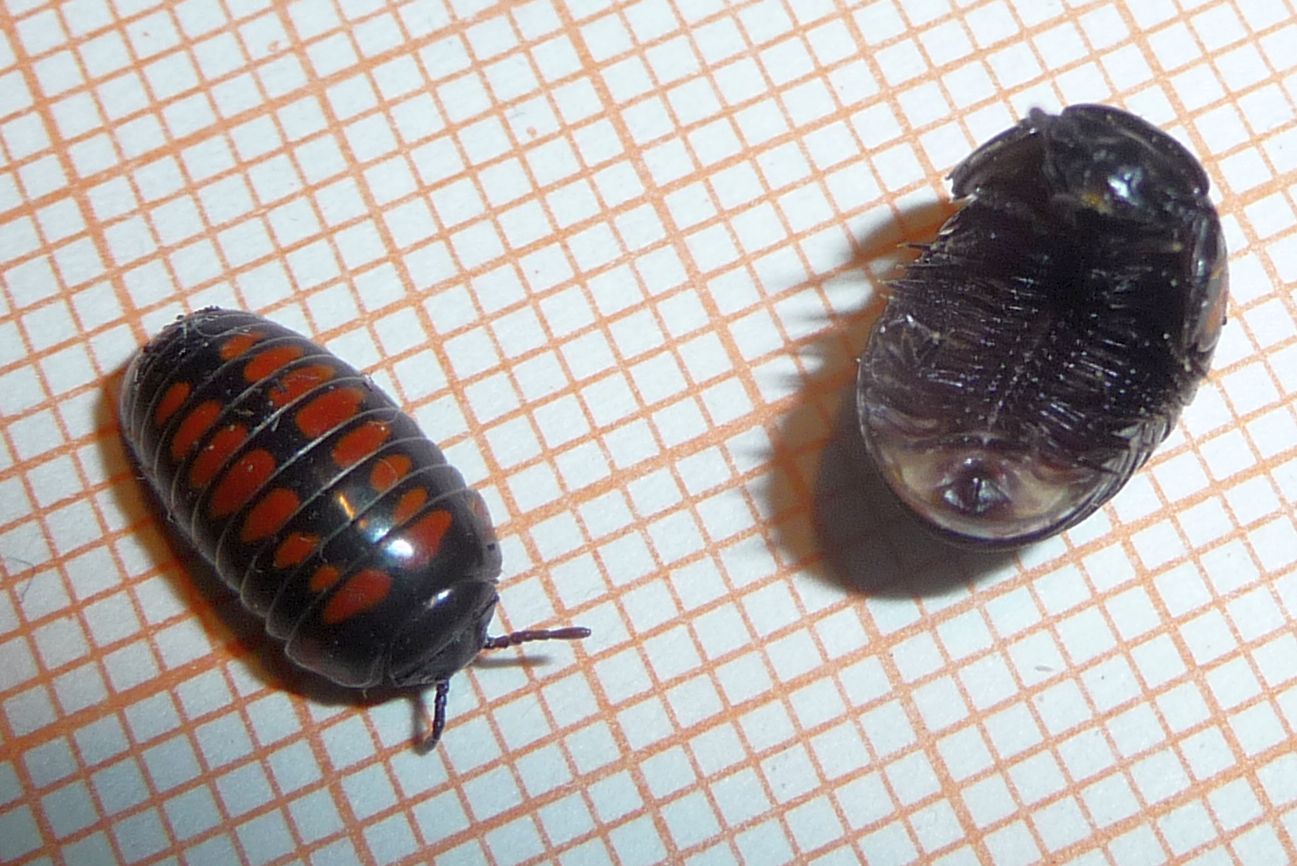 le pi� belle Glomeris pustulata?