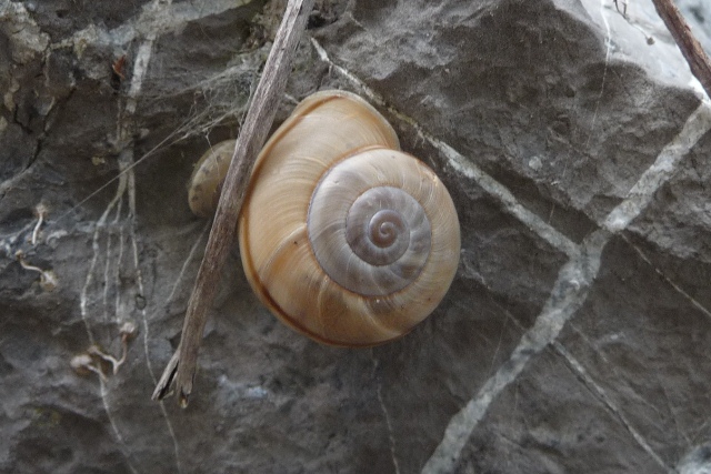 altra chiocciola da identificare