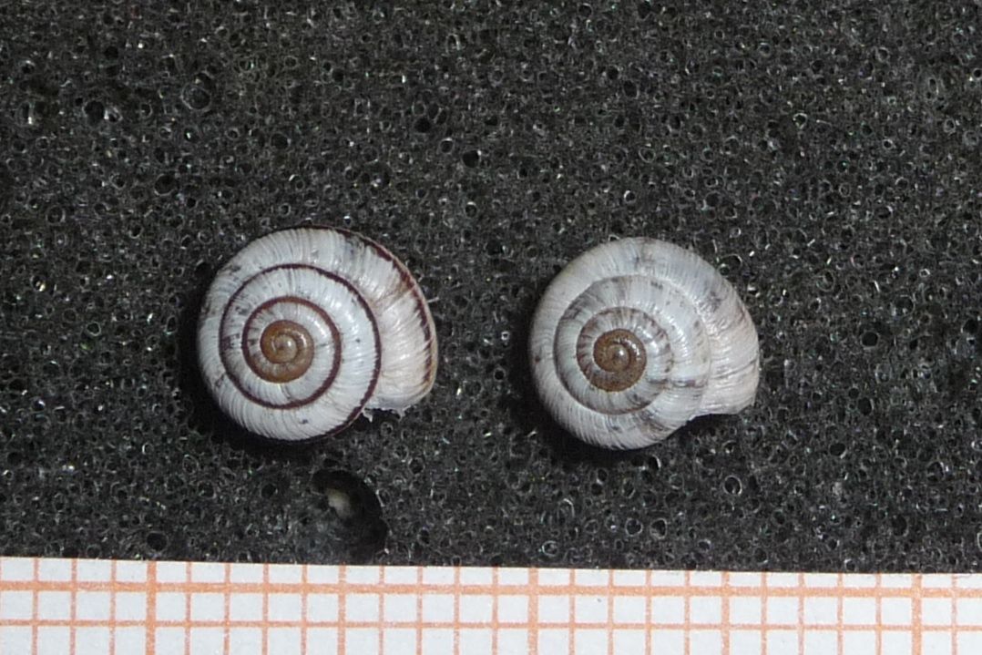 Candidula unifasciata - Moncenisio, 1800 m