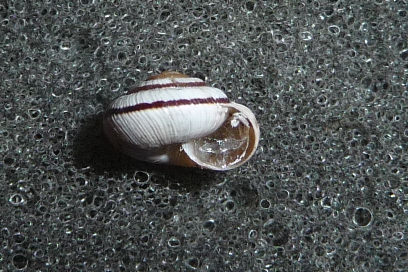 Candidula unifasciata - Moncenisio, 1800 m