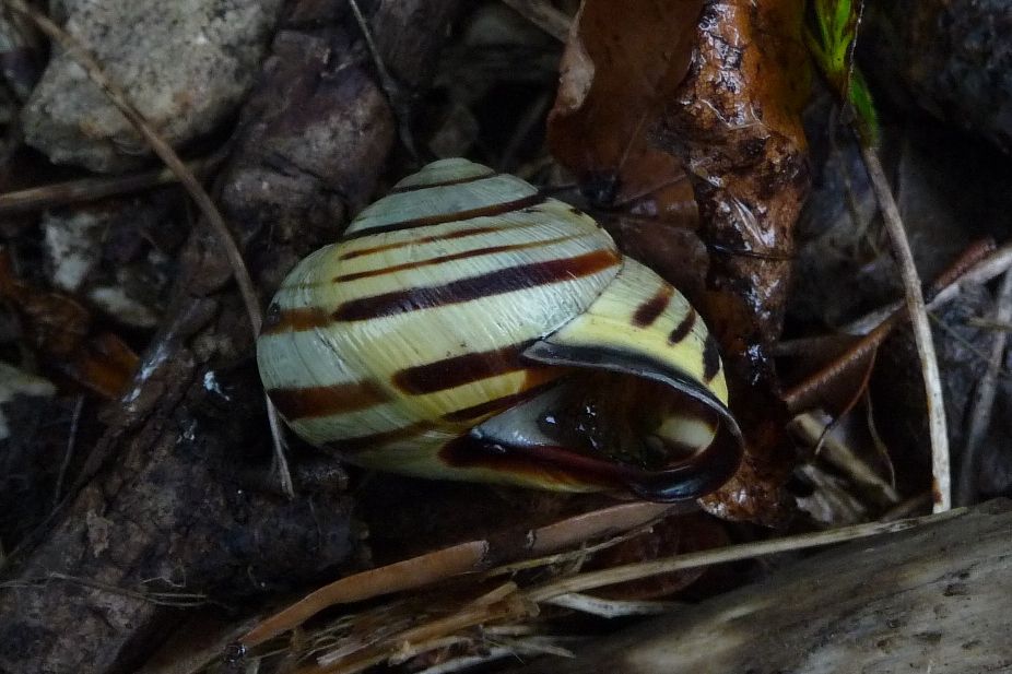 Cepaea nemoralis: dov'' il suo limite sud?