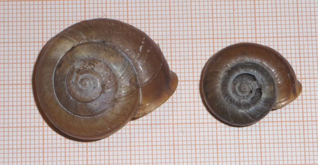 Chilostoma da identificare