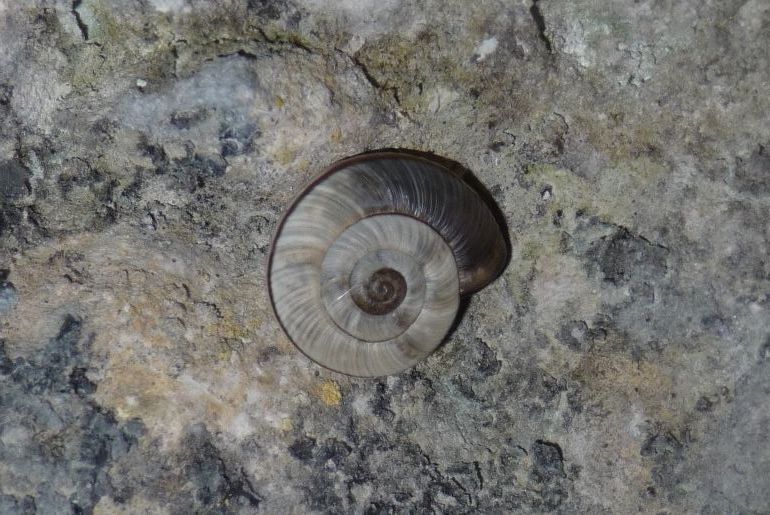 Chilostoma cingulatum , un''altra forma