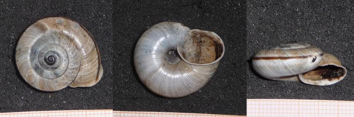 Chilostoma cingulatum , un''altra forma