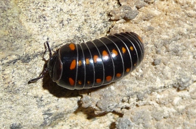 Glomeris pustulata,  Iseo (BS)