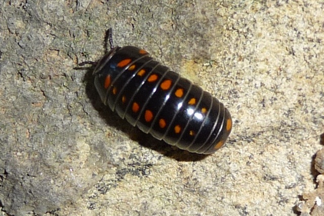 Glomeris pustulata,  Iseo (BS)