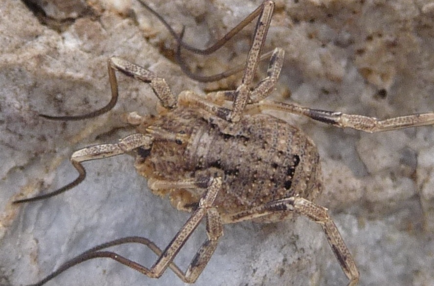 Opilione del M. Prana (LU): Odiellus spinosus (Phalangiidae)
