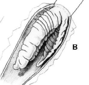 Chilostoma  padanum da Ror (TO)