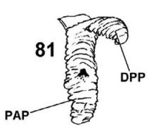 Chilostoma  padanum da Ror (TO)