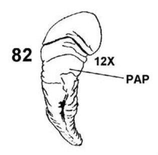 Chilostoma  padanum da Ror (TO)