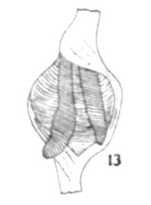 Chilostoma  padanum da Ror (TO)