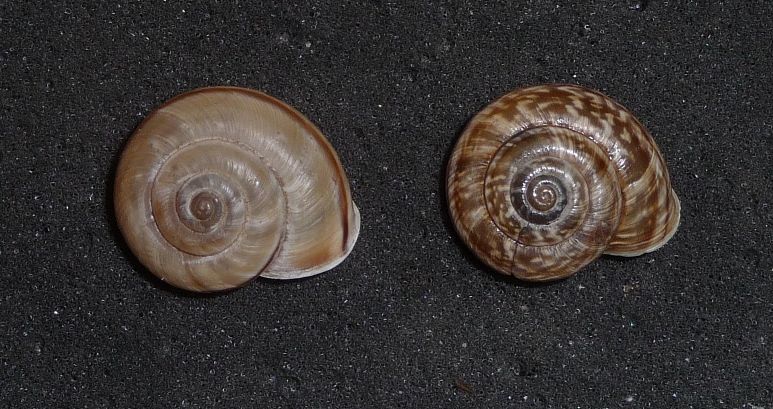 Chilostoma cingulatum. Le 