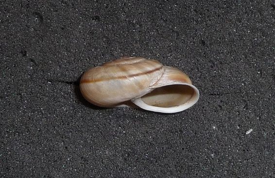 Chilostoma cingulatum. Le 