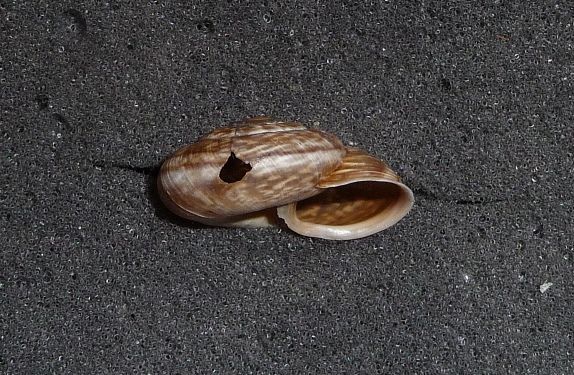 Chilostoma cingulatum. Le 