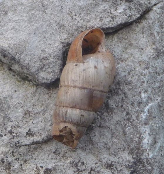 Rumina decollata in Trentino!