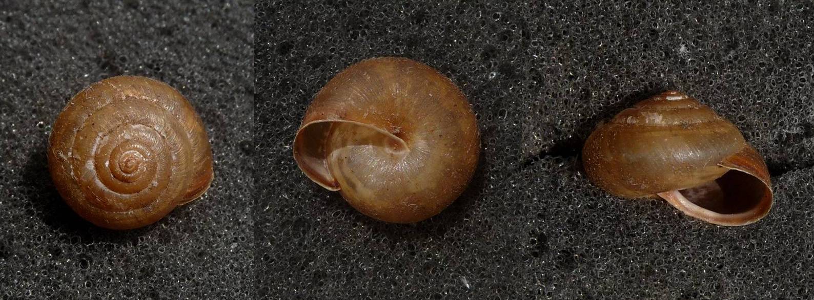 Trochulus luridus