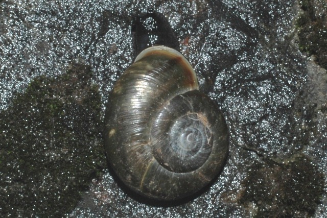 Chiave di lettura genere Chilostoma