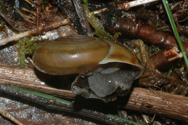 Chiave di lettura genere Chilostoma