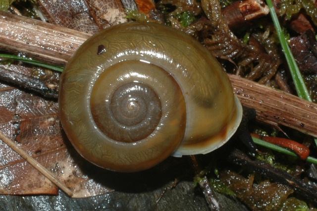 Chiave di lettura genere Chilostoma