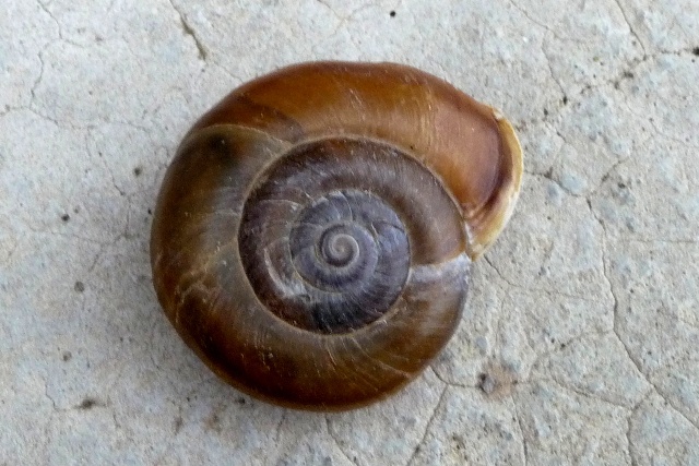 Chiave di lettura genere Chilostoma