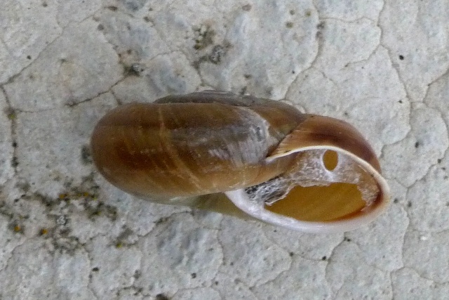 Chiave di lettura genere Chilostoma