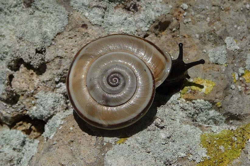 Chilostoma cingulatum anconae - topotipico e vivente