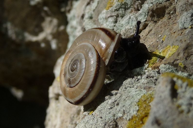 Chilostoma cingulatum anconae - topotipico e vivente