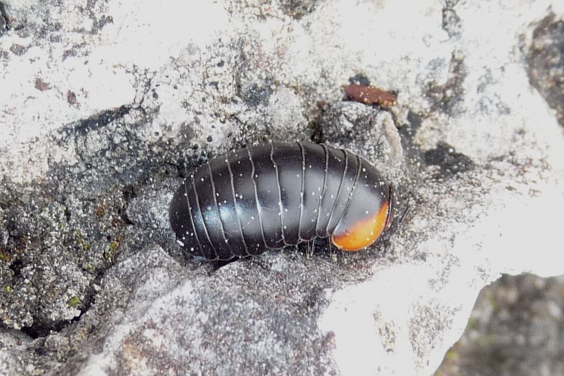 Glomeris aurita?