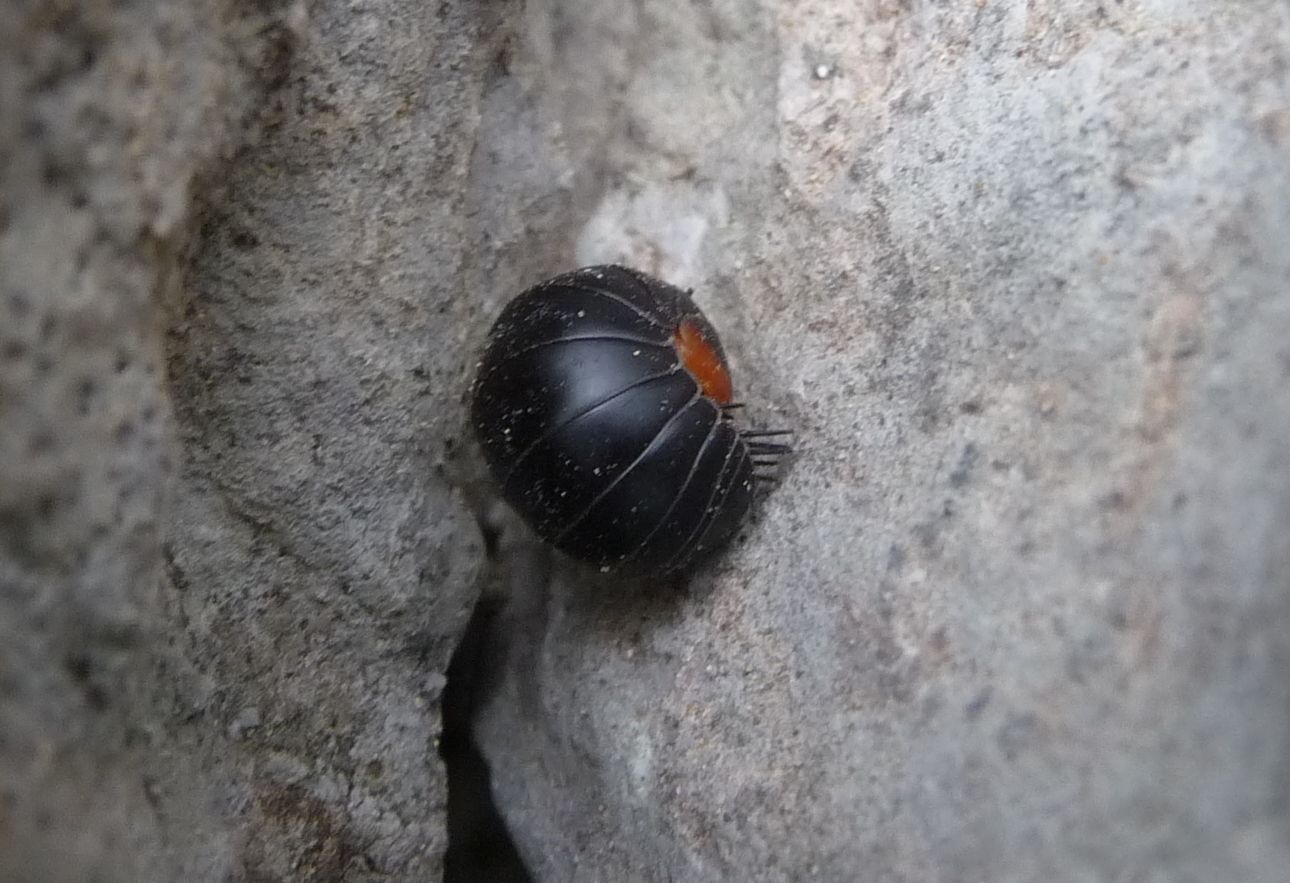 Glomeris aurita?