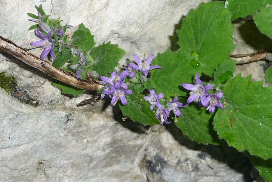 Campanula elatinoides