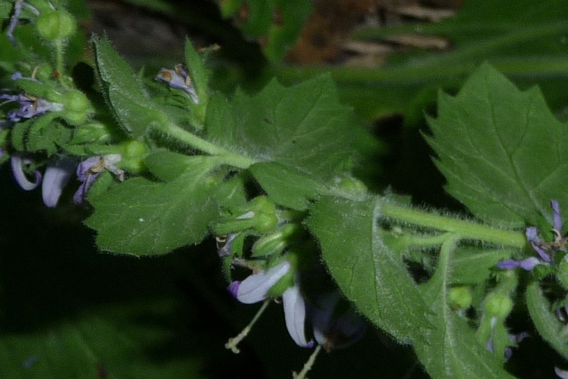 Campanula elatinoides