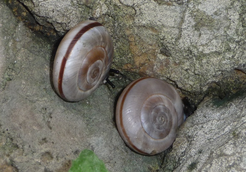 Chilostoma al limite