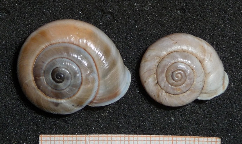 Chilostoma al limite