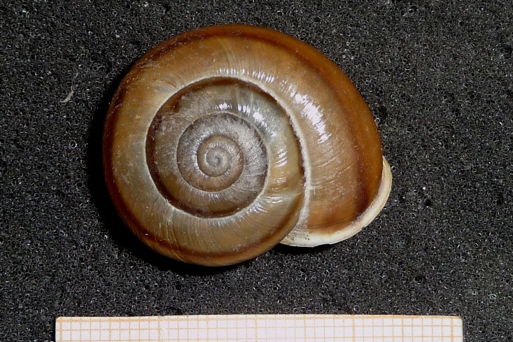 Chiave di lettura genere Chilostoma