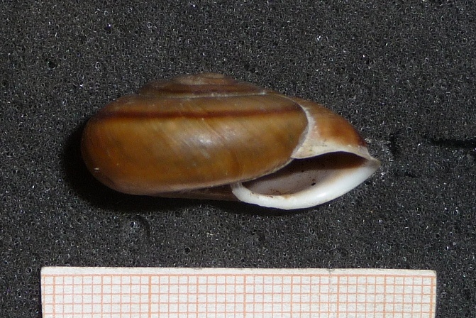 Chiave di lettura genere Chilostoma