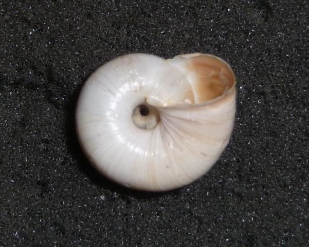 Ancora Monacha